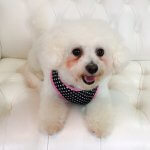 Bichon Frise grooming at pooch Dog Spa