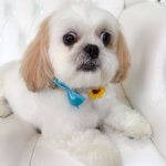 Shih Tzu grooming at pooch Dog Spa