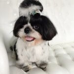 Shih Tzu grooming at pooch Dog Spa