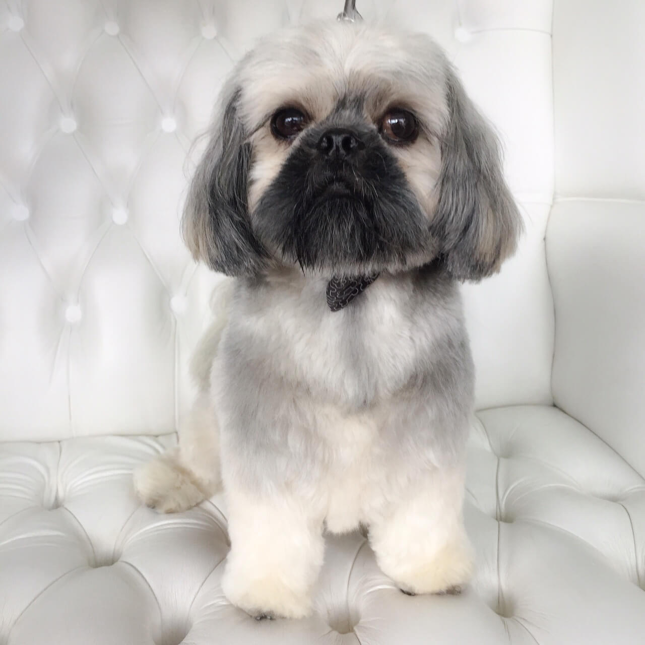 Shih-Tzu-grooming.jpeg