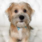 Puppy grooming at pooch Dog Spa