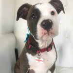 Staffordshire bull terrier grooming